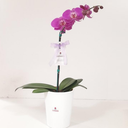 E4 - Orquídea Blanca - Alto aprox 60 cm