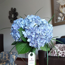 Ramo de Hortensias