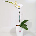 E4 - Orquídea Blanca - Alto aprox 60 cm